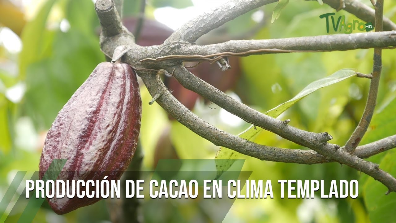 PRODUCCIÓN DE CACAO en clima templado- TvAgro por Juan Gonzalo Angel Restrepo
