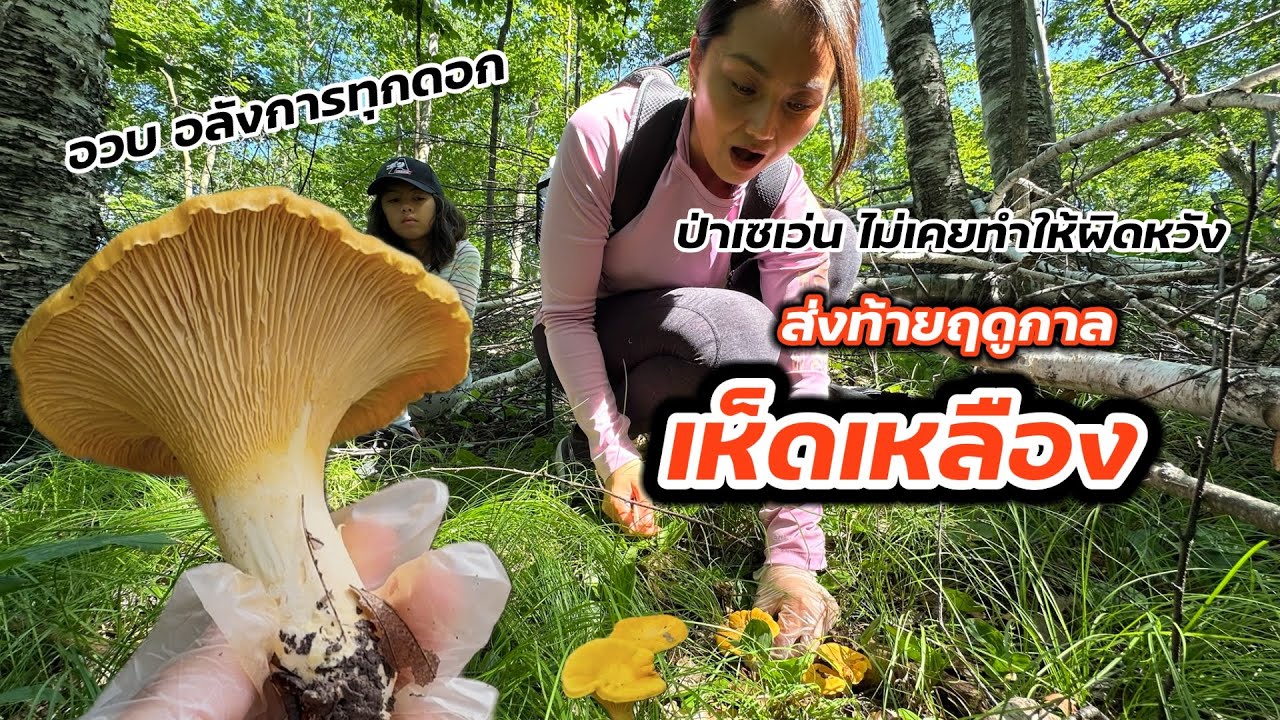 V403 เก็บเห็ดเหลืองป่าเซเว่น ส่งท้ายฤดูกาลมีแต่ดอกอวบๆ Chanterelles forage in USA/แม่บี BeeUSA 