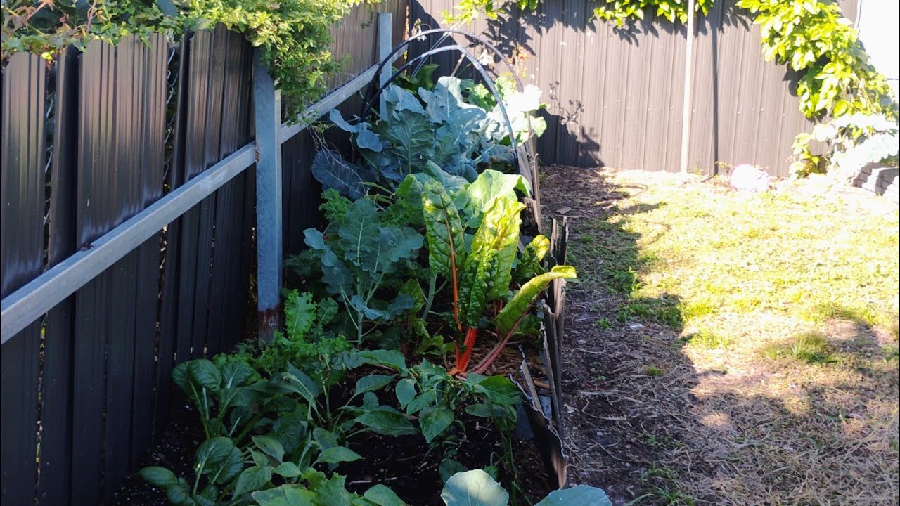 Garden Zone 10B/11 #gardening #autumngarden #climatezones #ihavethisthingwithplants 