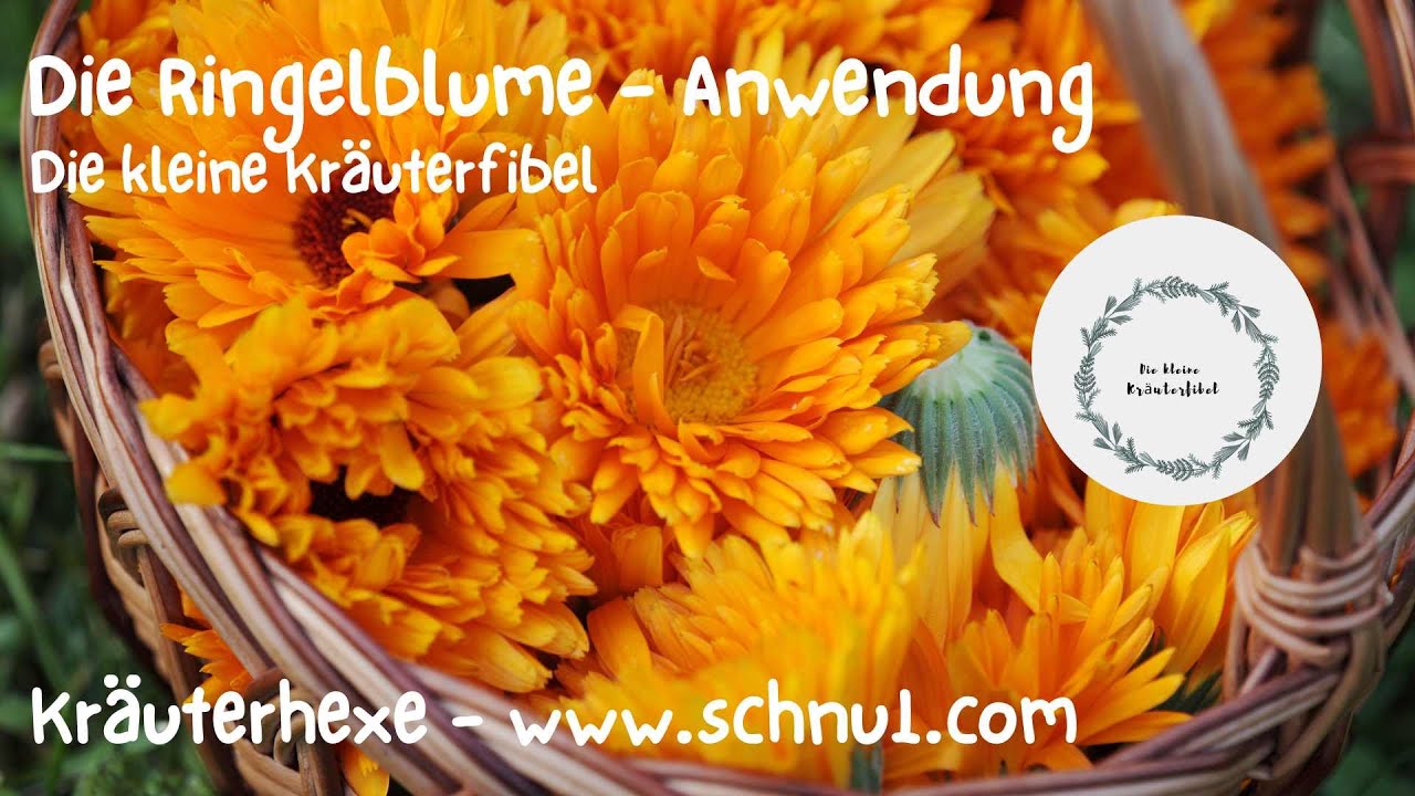 Die Ringelblume - Anwendung | Die kleine Kräuterfibel