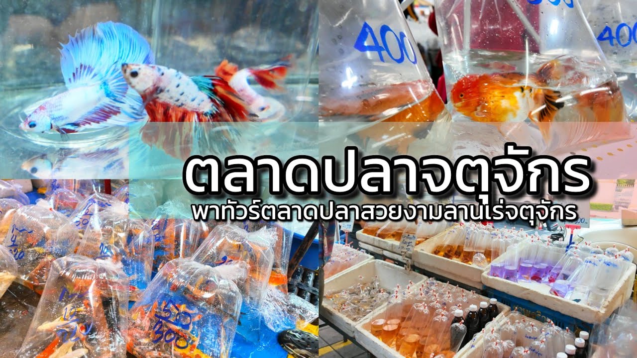 4K เดินเล่นตลาดนัดปลาจตุจักร ปลาสวยงามถูกสุดๆ Chatuchak Fish Market - Cheapest Fish PET sales