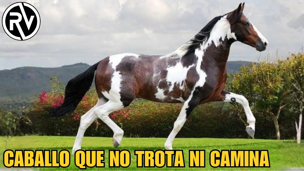 MangaLarga Marchador | El MEJOR Caballo De Brasil