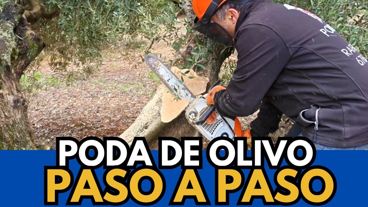 🟥 Poda PASO a PASO de un olivo de Jaén