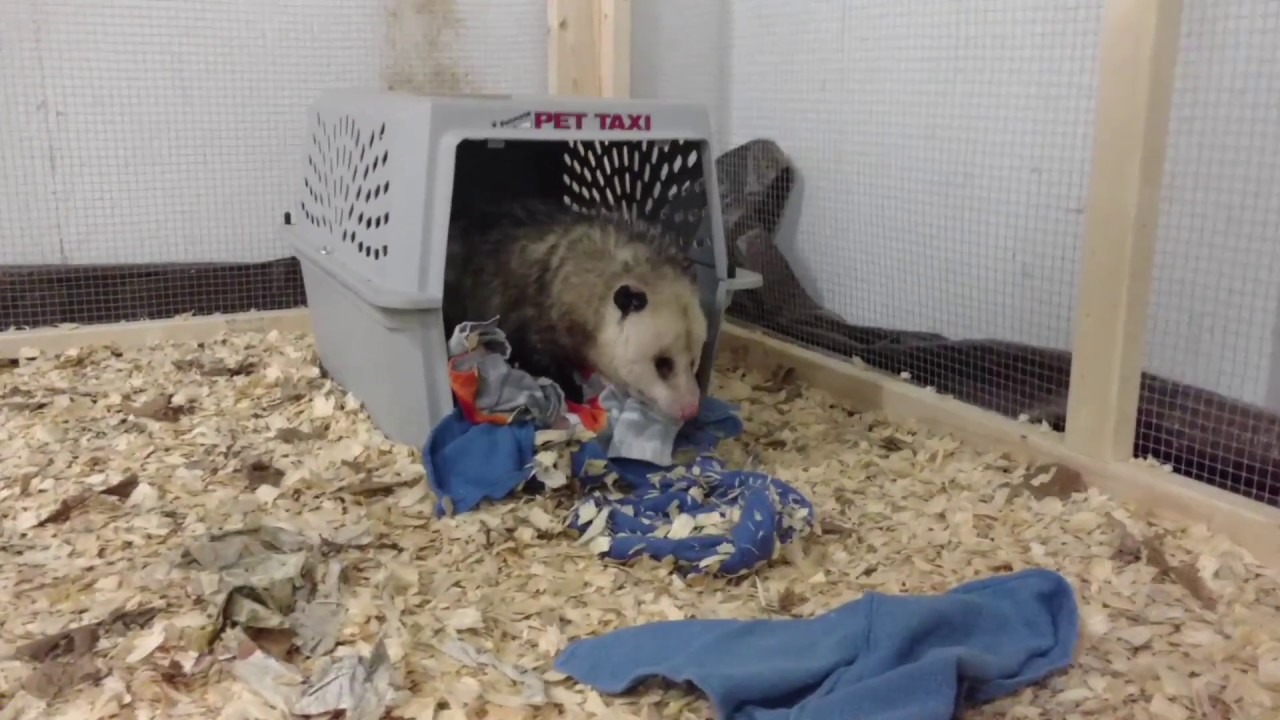 Opossum Remodeling His Den