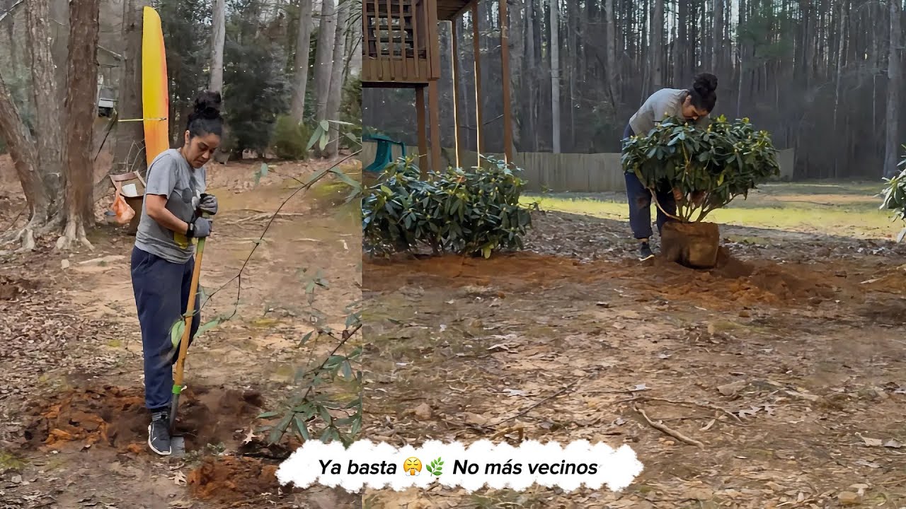 Transformando mi patio 🌿 Plantando evergreen perennials y creando privacidad | Parte 1