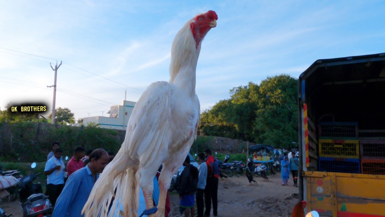 நாட்டுகோழி  கிலோ 500 // கிளிமூக்கு 3000 முதல்// கோழி சந்தை// #gkbrothers #chicken