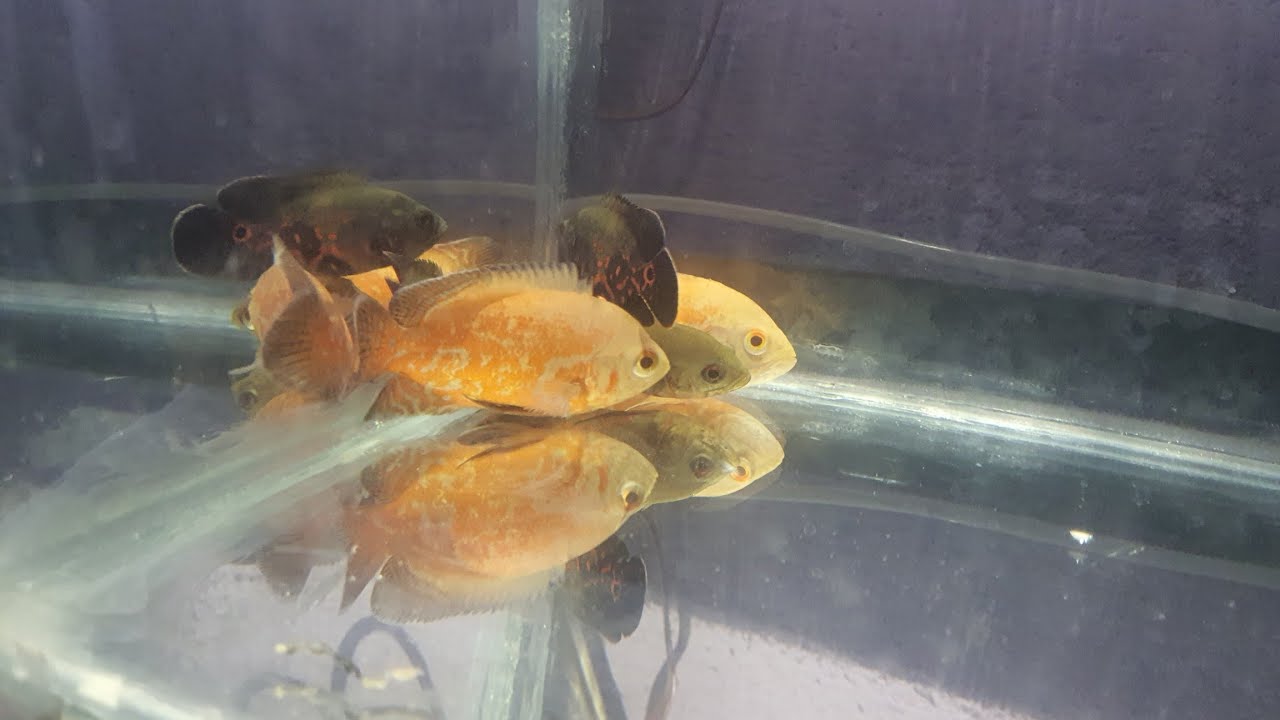 Oscar fish new  first vlog  #fishlover 