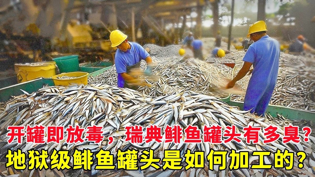 开罐即放毒！瑞典鲱鱼罐头有多臭？地狱级鲱鱼罐头是如何加工的？| 鲱鱼捕捞 | 鲱鱼罐头 | 瑞典特产 | 鲱鱼 |