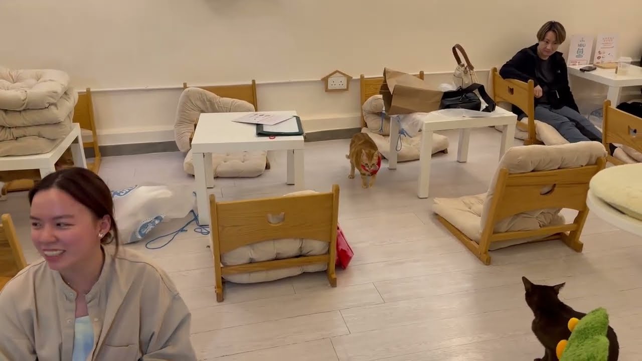 Hong Kong cats tea room