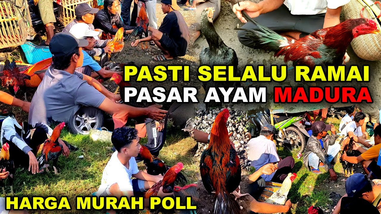 Pasar Ayam Bangkok Madura Jawa Timur | Review Harga Ayam Bangkok Pasar Kamis Socah Bangkalan