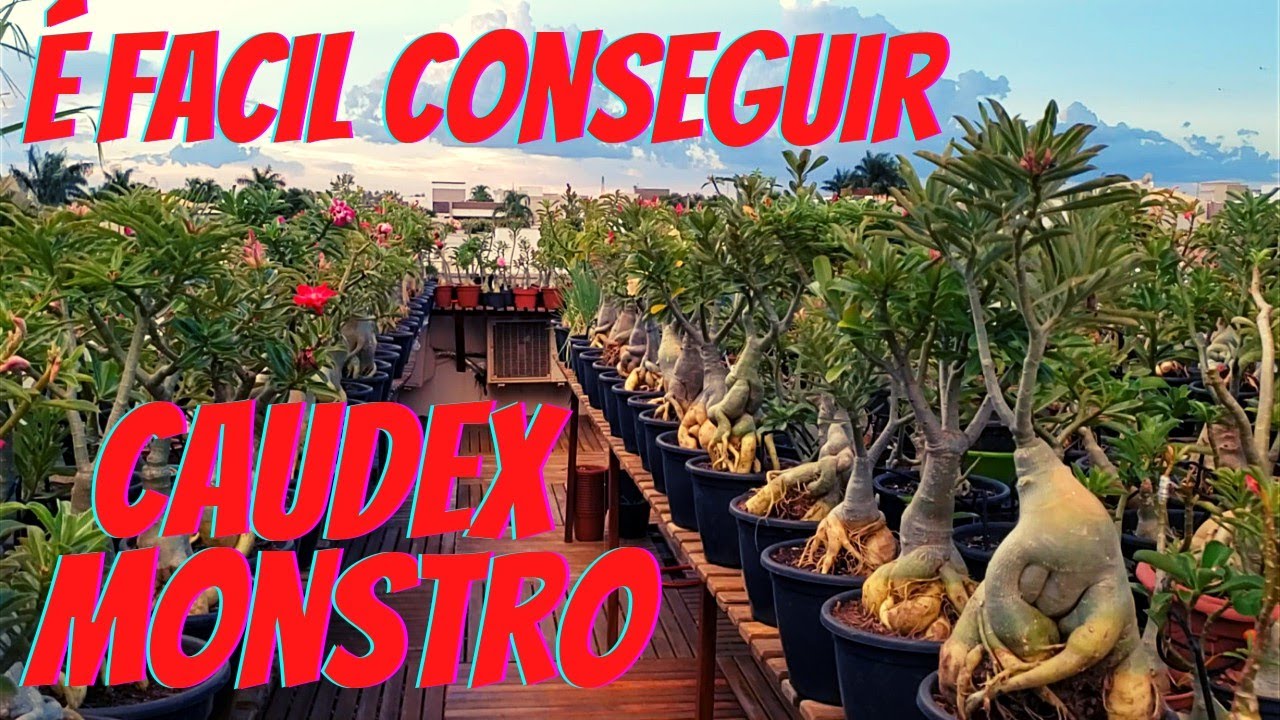 É muito fácil! Rosa do Deserto com caudex gigante!