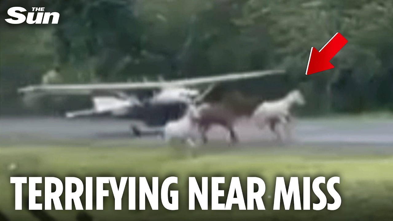 Heart-stopping moment HORSES run onto airport runway as PLANE comes in to land