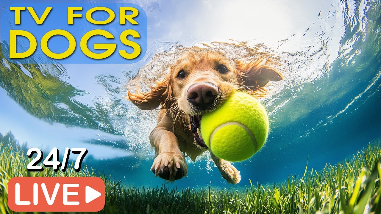 🔴[LIVE] Dog Music🐶Relaxing Music for Dogs with Anxiety💖 Dog Calming Music🎵Separation Anxiety Relief💖