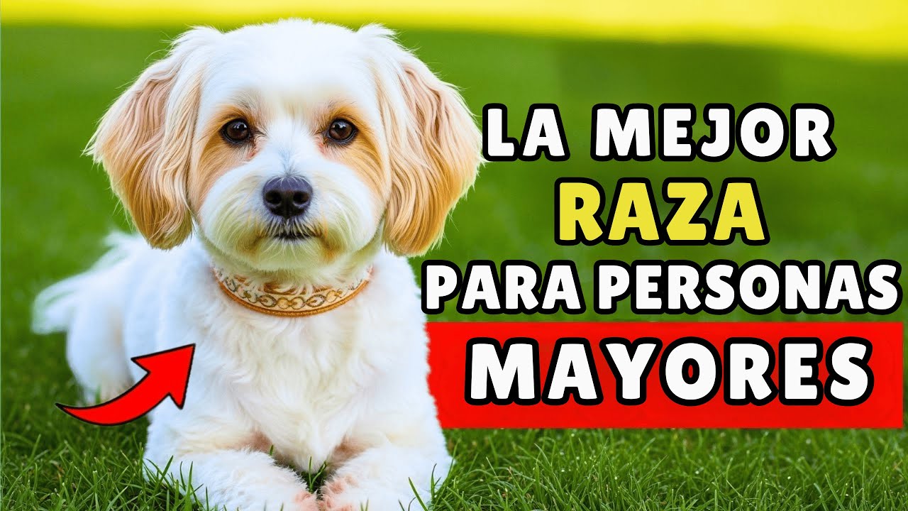 15 razas de perros perfectas para personas MAYORES (algunas son inesperadas)