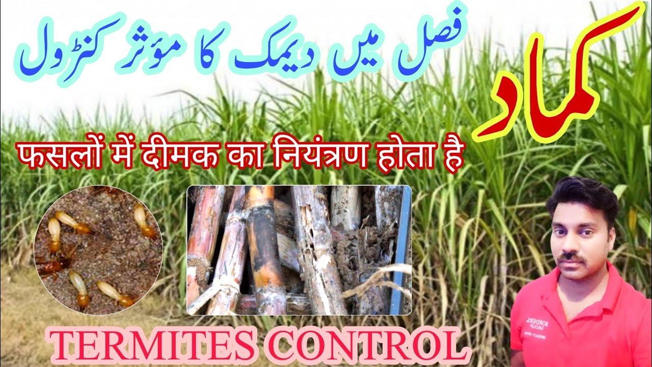 Termite Control in Sugarcane Crop | Sugarcane termites management | How to control termites in crops