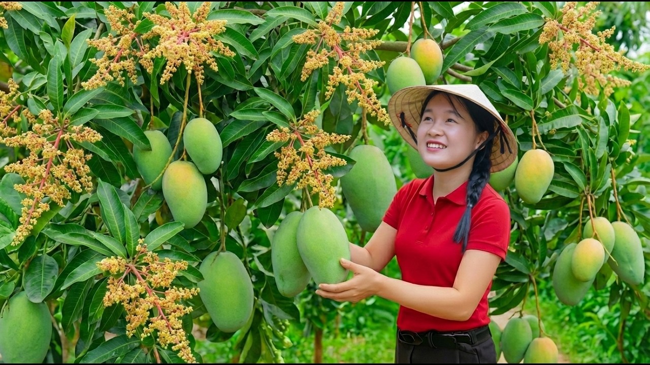 Harvesting & Making Spicy Sour Salad! These RARE Green Giant Mangoes Are Huge