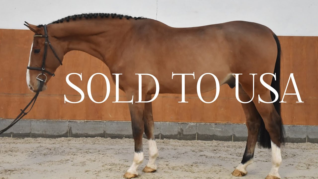 *2021 gelding