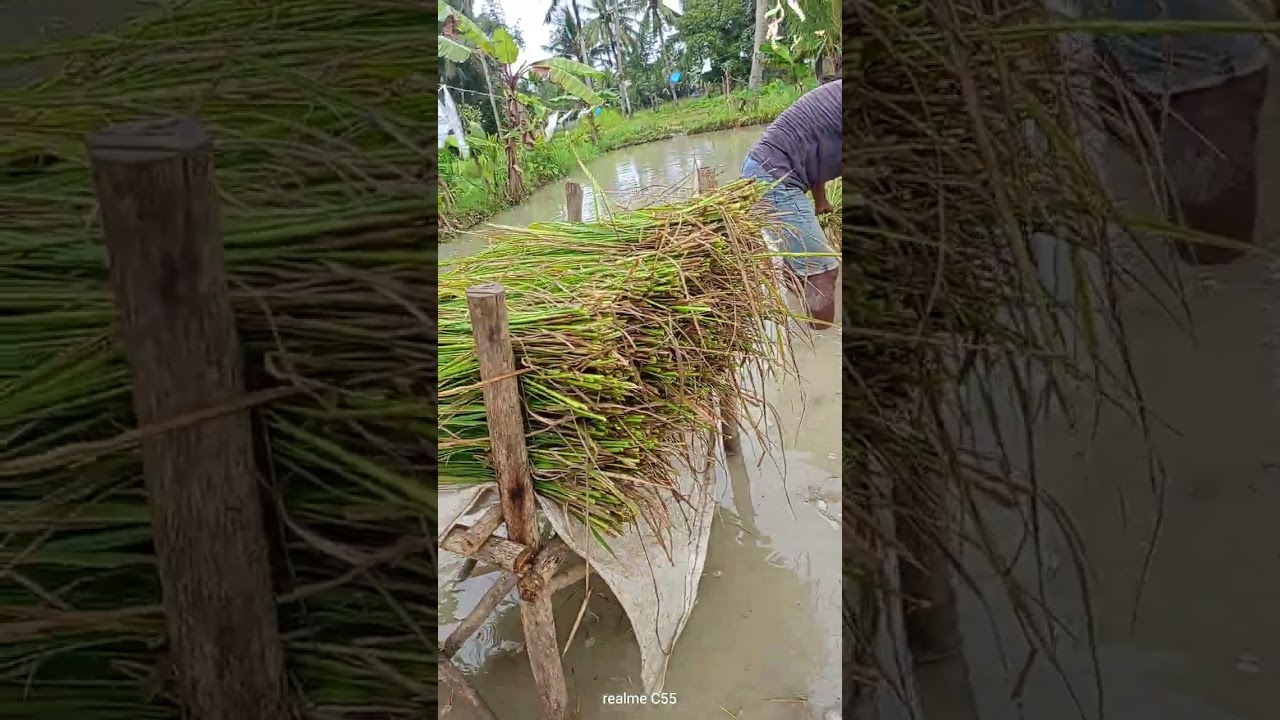 "Ang atong gi ani na 