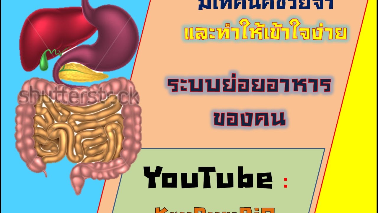 เทคนิคการจำเรื่องระบบย่อยอาหารของคน