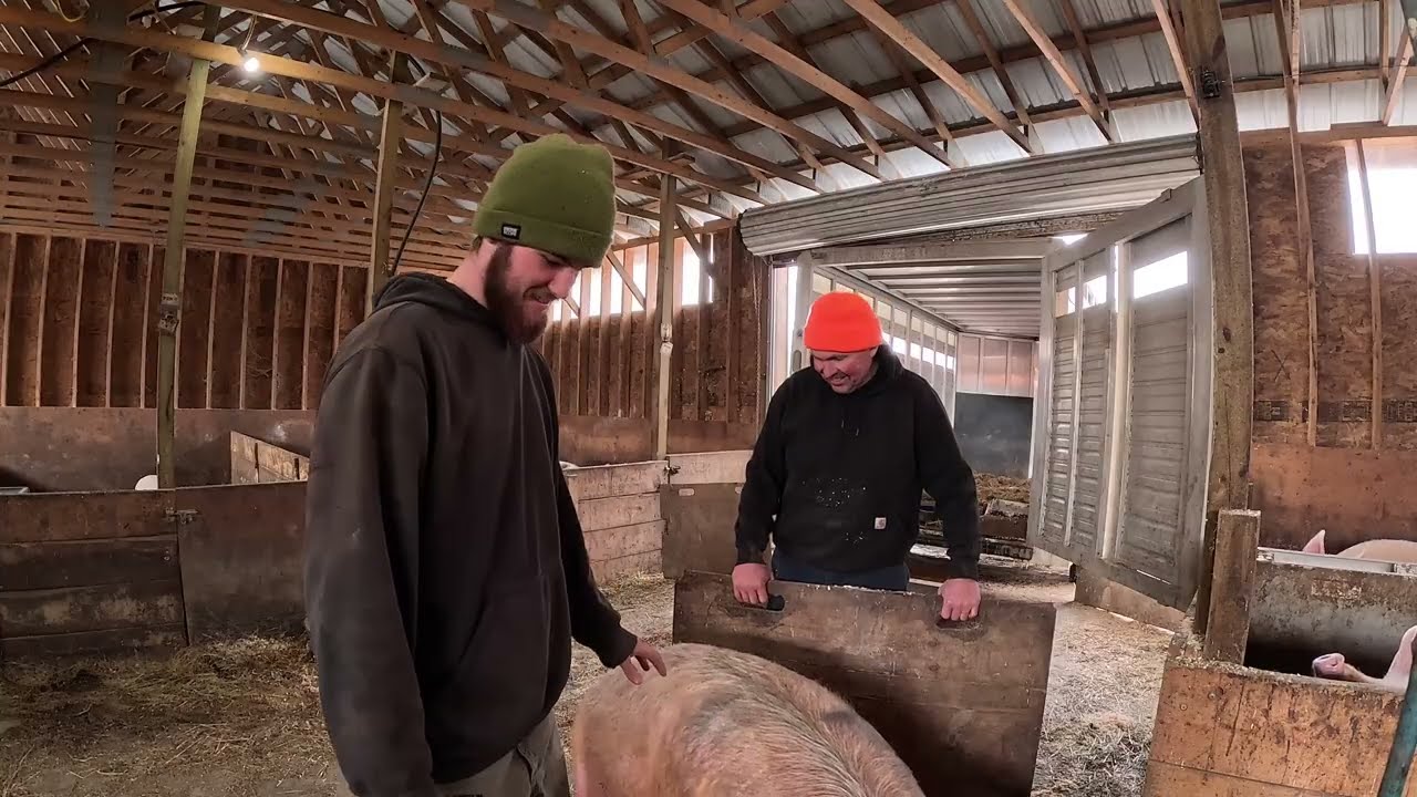 Problem Pigs and New Digs for the Calves