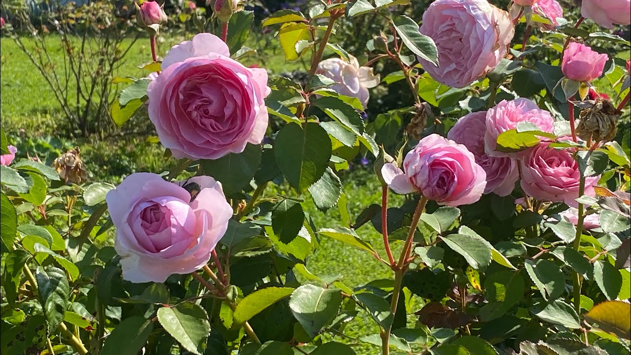 Welche ROSENARTEN gibt es? Video zu den einzelnen Rosensorten