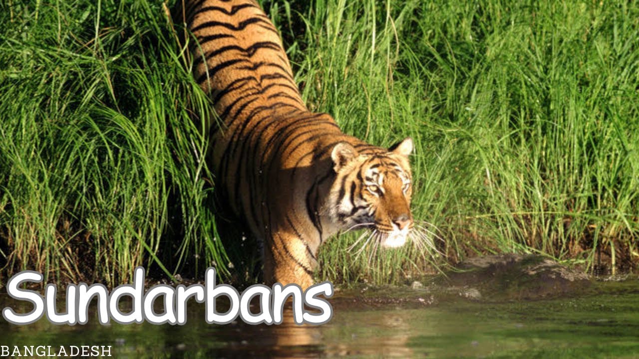 Exploring The Mystical Sundarbans: Bangladesh's Natural Wonder