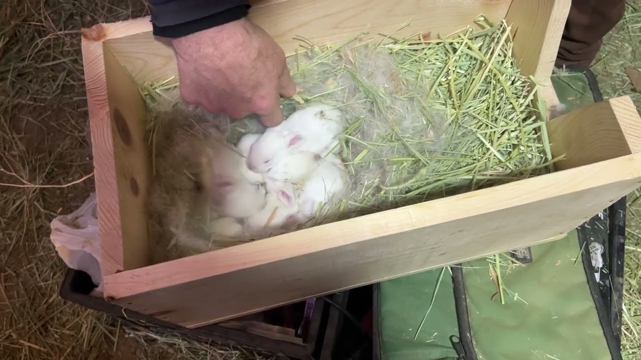 The Bunnies are 10 Days Old!