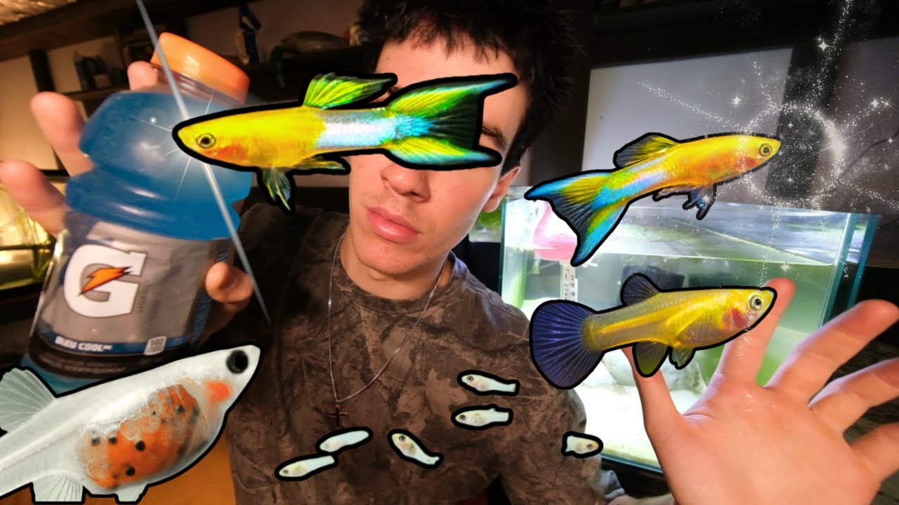 Мои гуппи родили! 3 дня спустя – 💧Классная японская рыбка