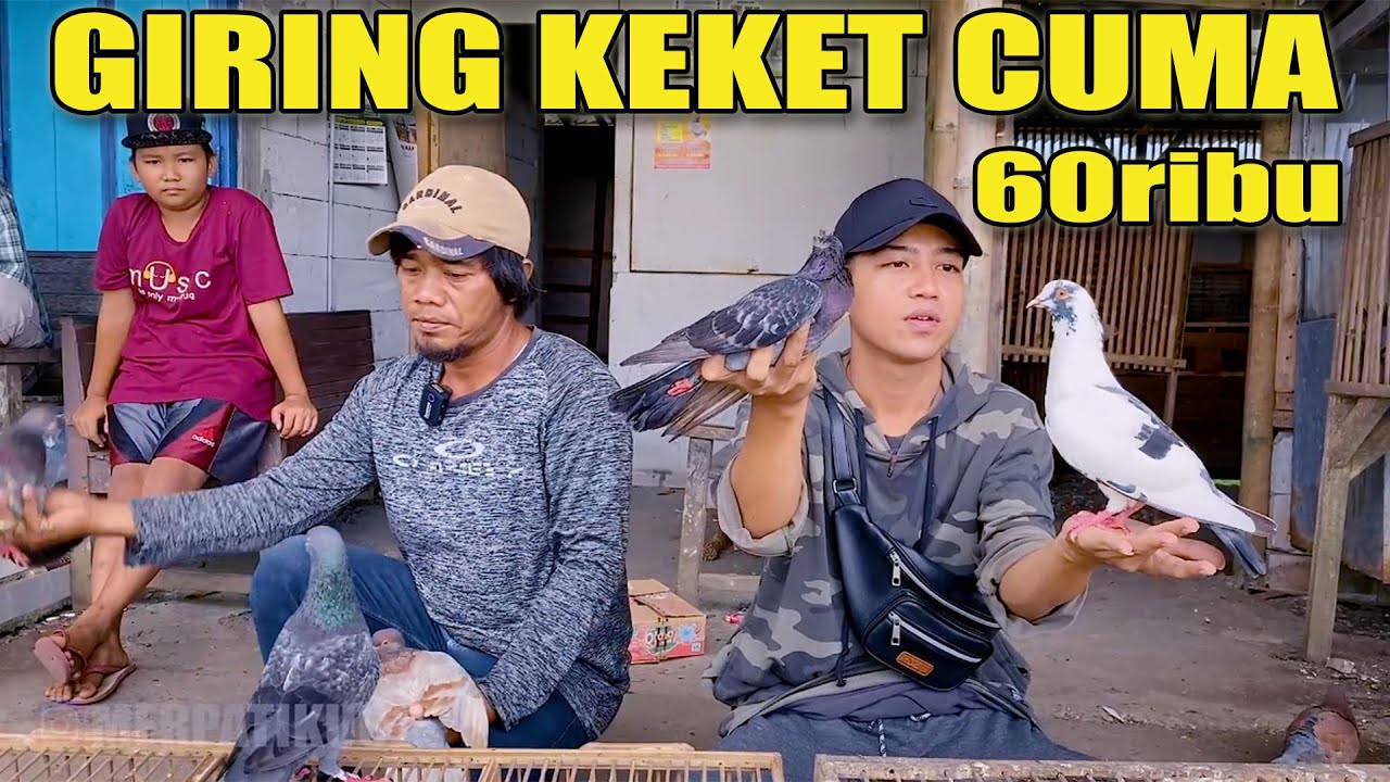 PENJUAL MERPATI MURAH PAKE BANGET