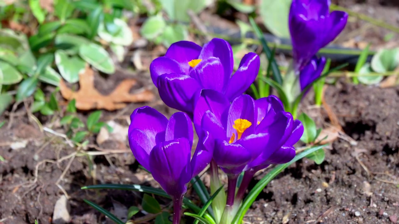 Nikon Z 6 4K N-log 10bit 422 Video: The Colors of Early Spring