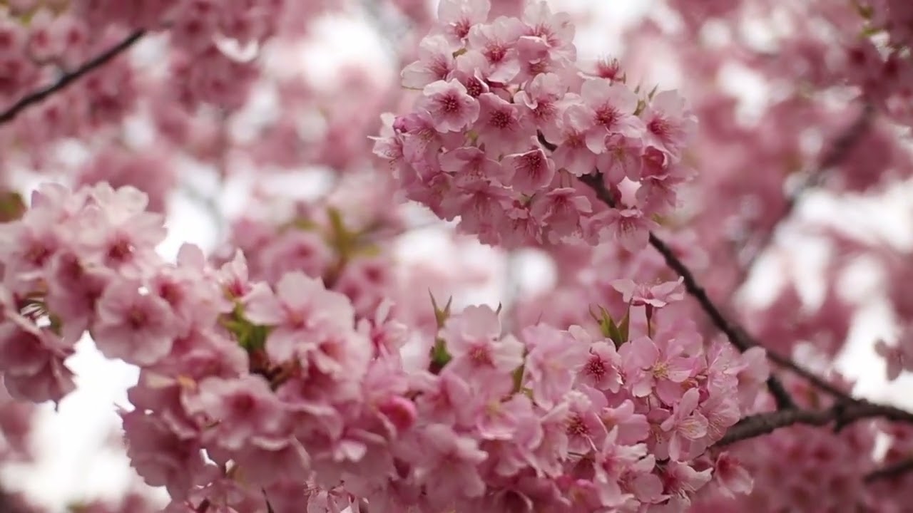 Sakura Flowers Spring Nature Japan Pink Tree