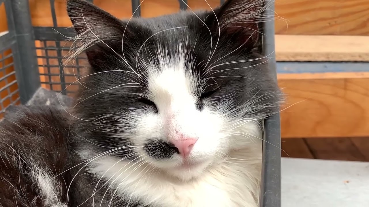 🐱 When You Want a Tan… But You’re Covered in Fur ☀️