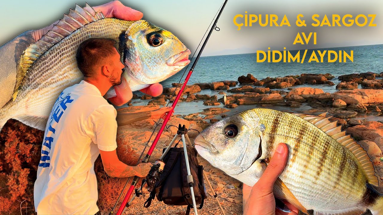 Kofana İçin Gittik, Sargoz ve Çupra ile Döndük 🎣 Didim Balık Avı