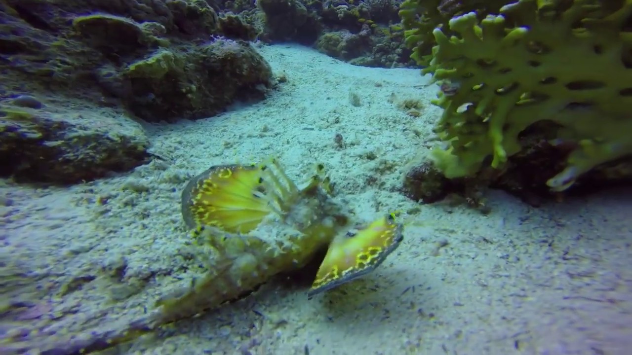 Red Sea Walkman