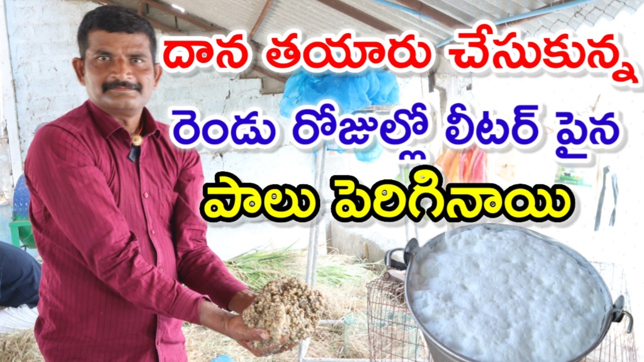 సొంతంగా దాన feed preparation for dairy farm @MalleshAdla