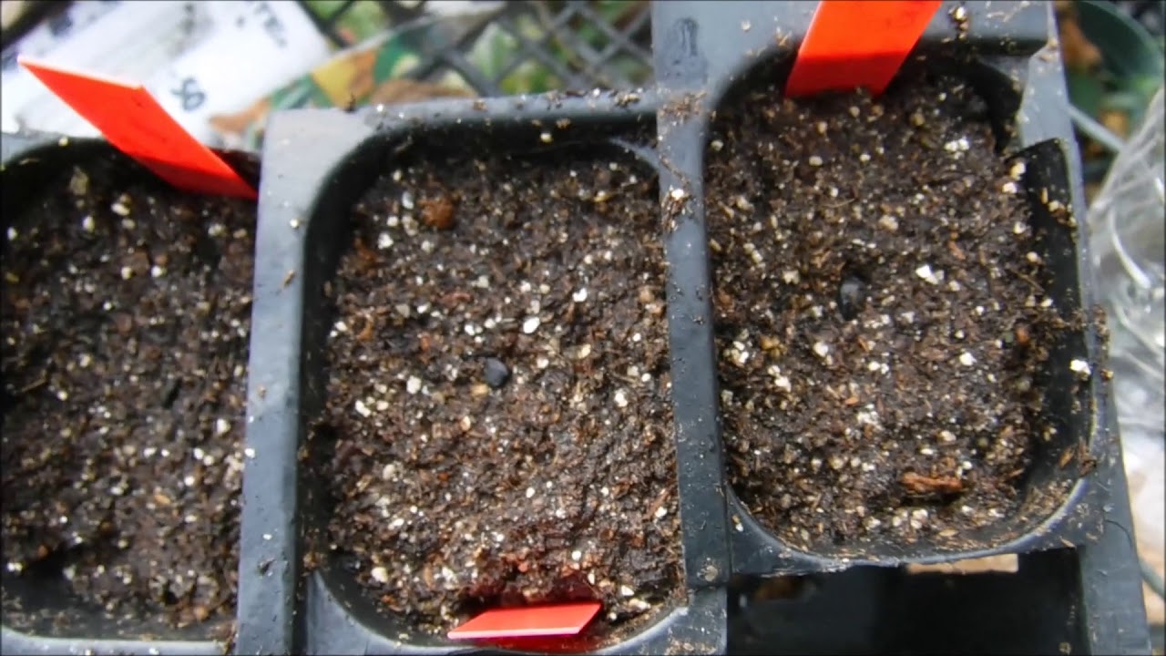 How To Grow Lemon Gum Eucalyptus Trees From Seed, What Do Lemon Gum Eucalyptus Seedlings Look Like