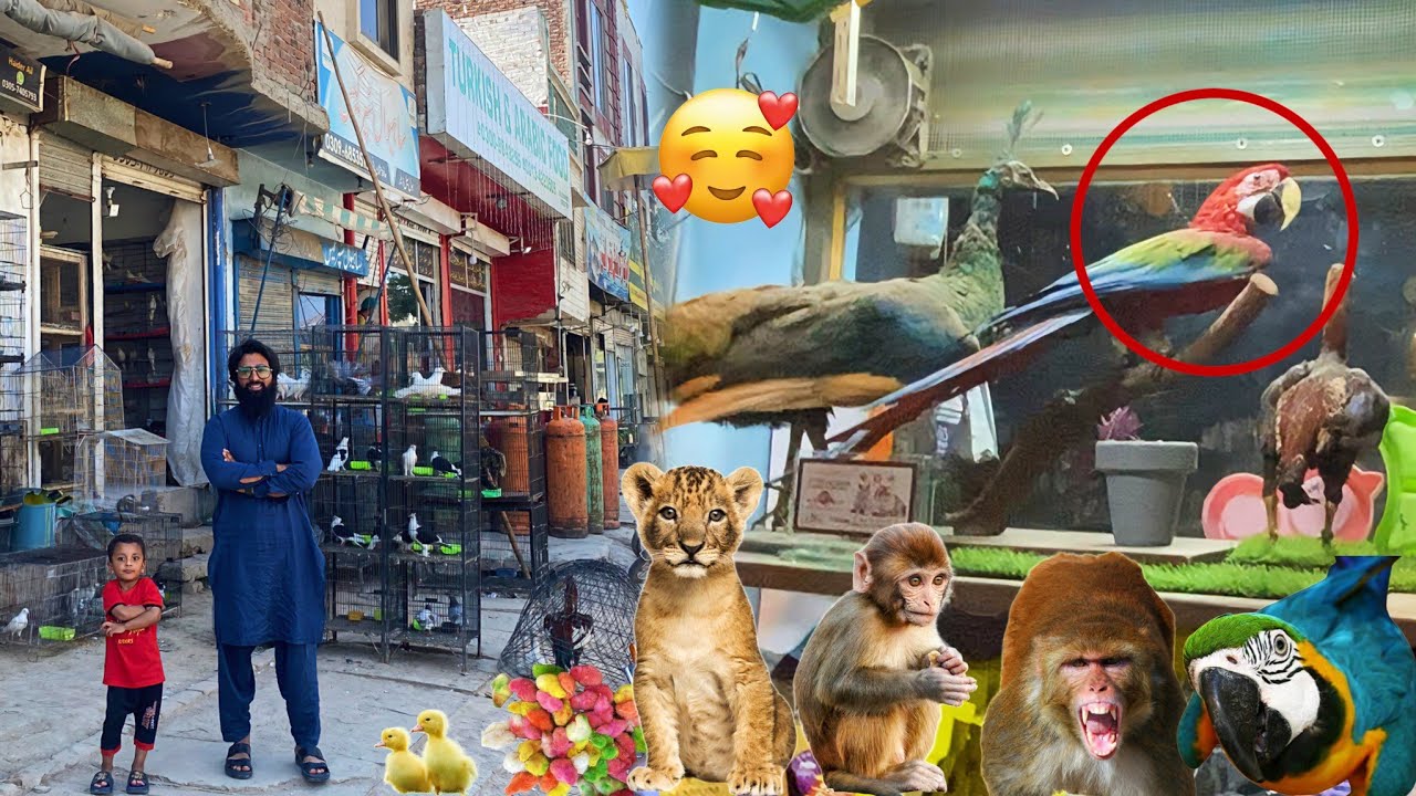 Sahiwal Market Visit 😍😃 | Mini Zoo #petsvlog