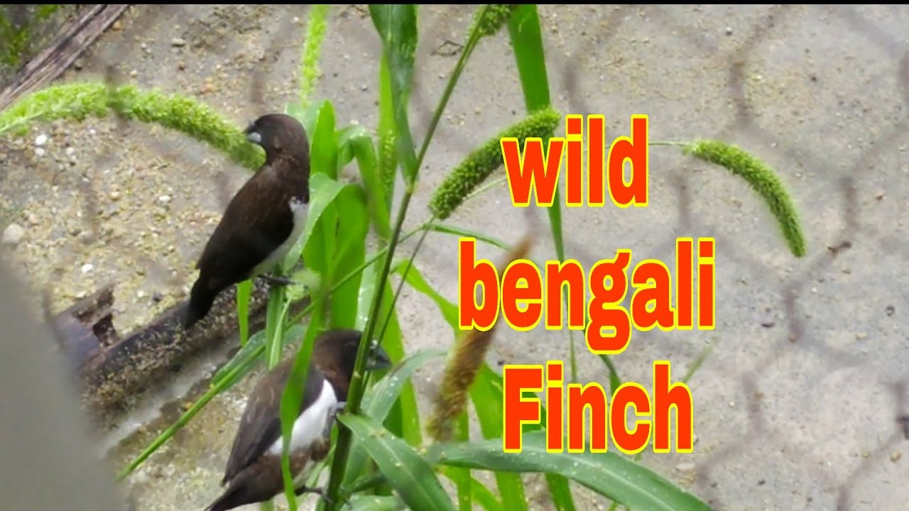 Wild bengali Finch in nature outside my setup.
