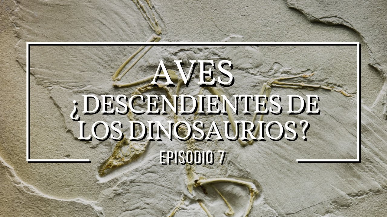 Aves - ¿Descendientes de dinosaurios?: Dinosaurios #7
