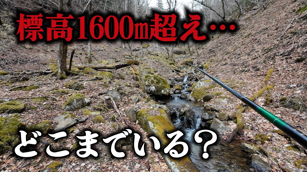 魚がいる限界は標高何メートル？最後まで登ってみた結果&hellip;