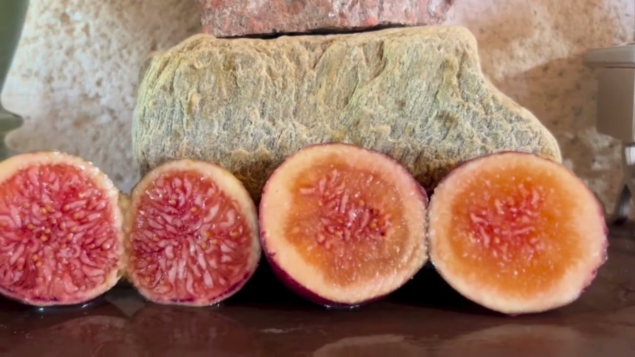 Ficus Carica. Figs. Инжир. Дегустация Zaffiro (F.L), Saint Francisco (F.L),  BB10, NdA, VdSollies