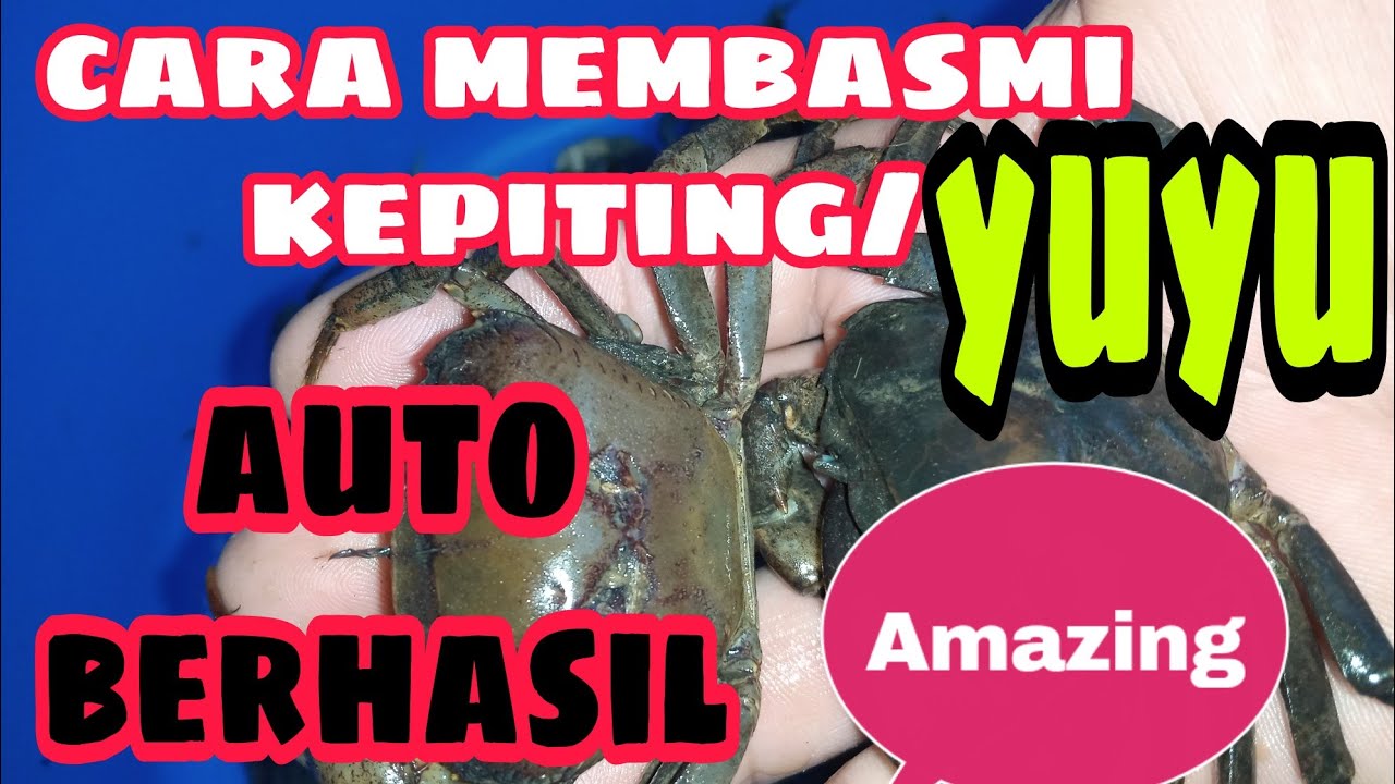 Cara membasmi Yuyu/kepiting air tawar yg suka merusak tanggul kolam