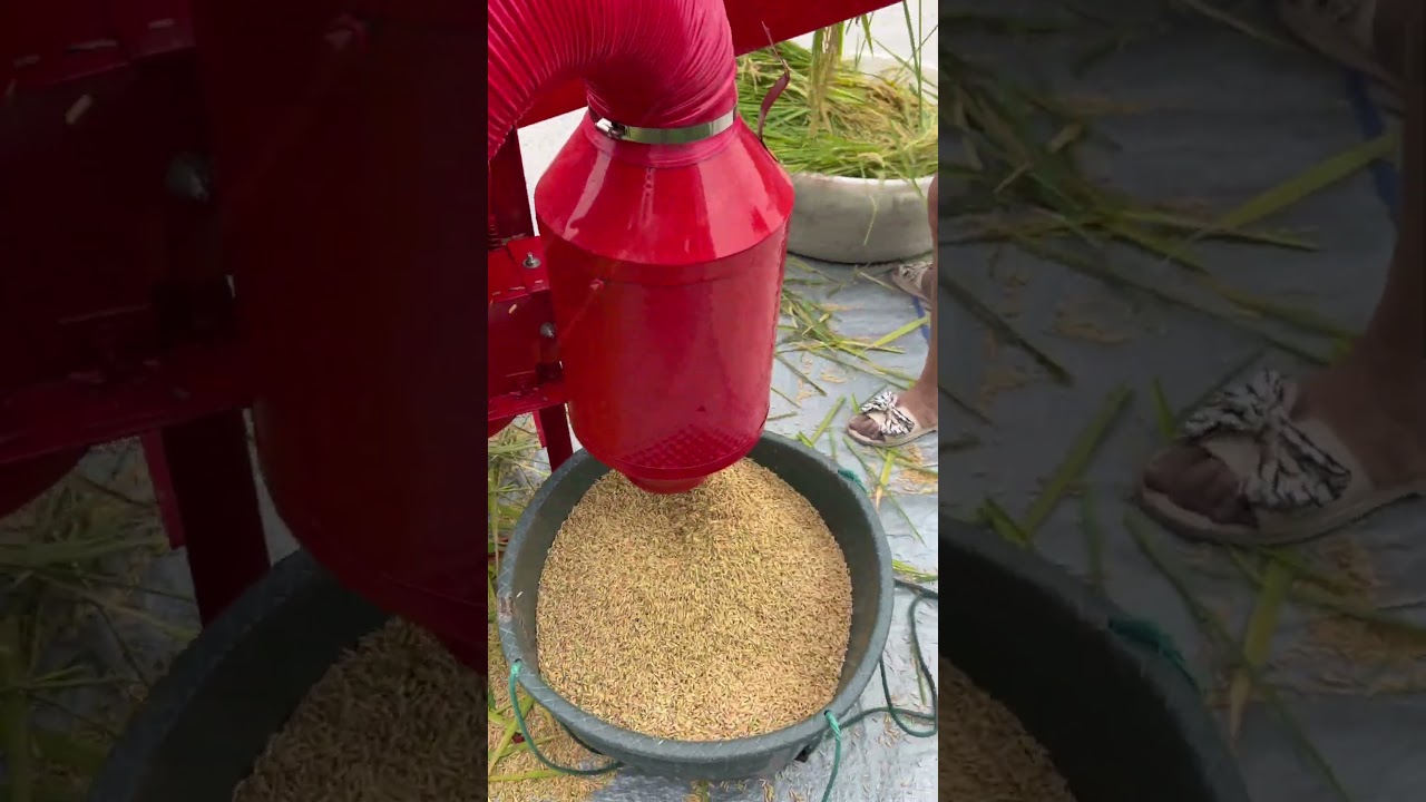 Portable Mini Rice Thresher #ricethresher #paddythresher #backbone #machine #farmer