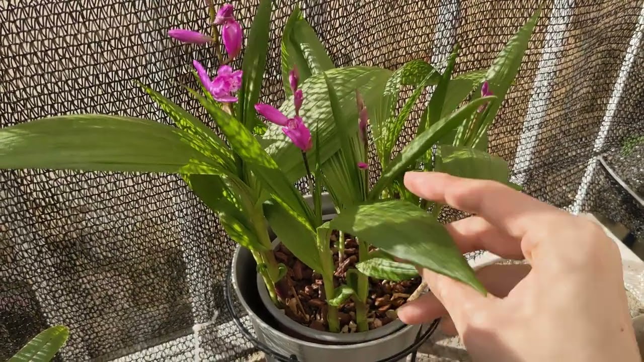 Bletilla striata: garden orchid bloom and care