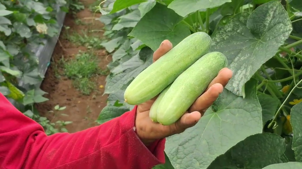 Penampakan Timun lalap Wulan 97 F1 rekomendasi yang ideal untuk Petani.