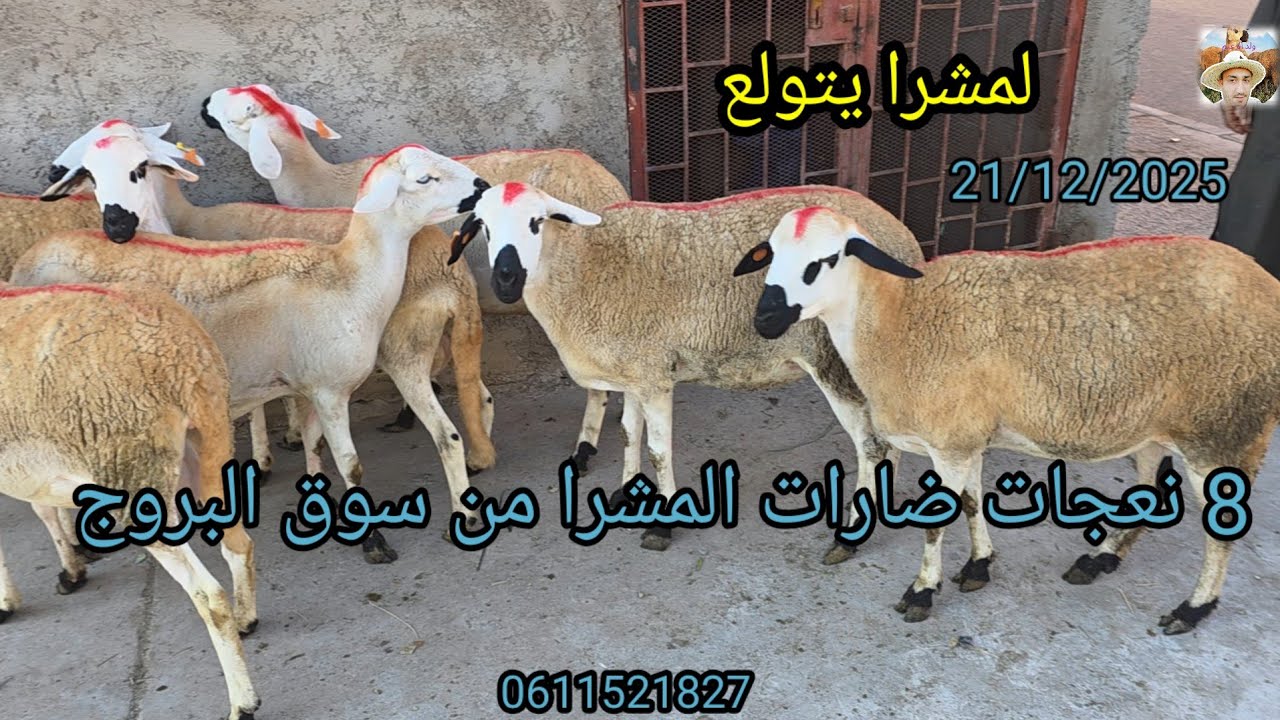 بسم الله توكلت على الله 8 نعجات دافعات على ميلاد 4 + 3+1 لبغاهم جملة مرحبا 21/12/2025  #لمشرا_يتنزه 