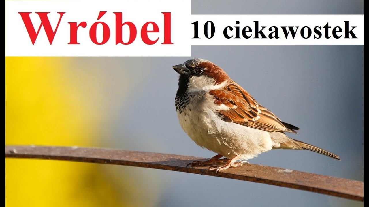 Wróbel zwyczajny - 10 ciekawostek