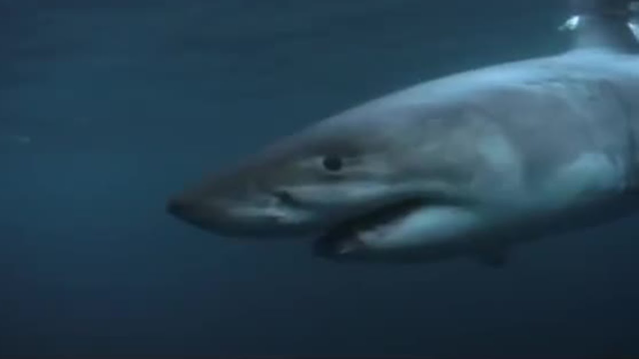 Great White Shark Feeding | Wildlife Specials: Great White Shark | BBC Earth