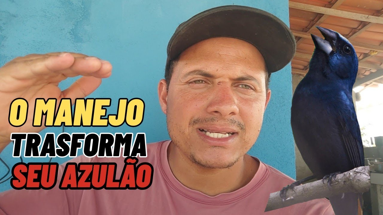Capricha nesse manejo e transforme seu azulão bom em excelente