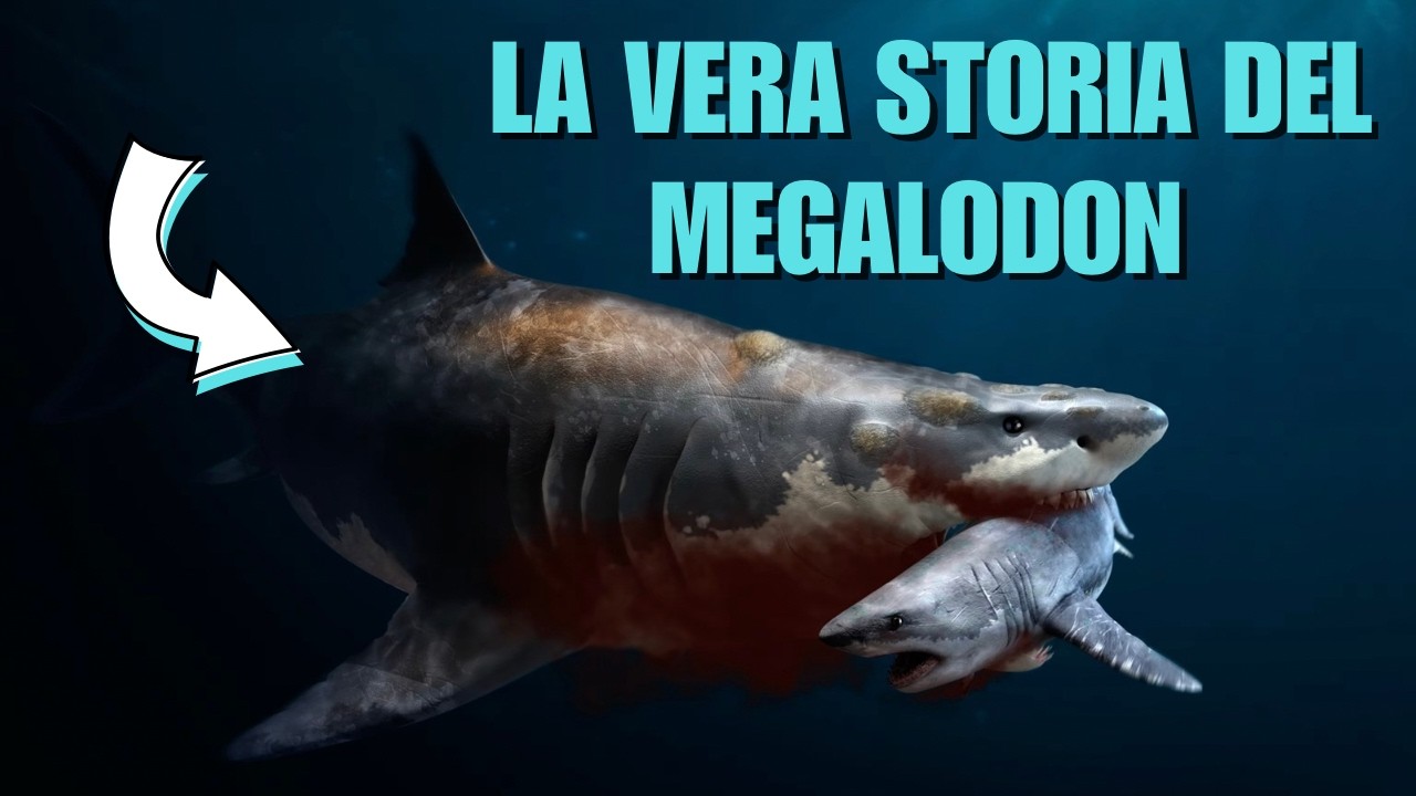 Ascesa e trionfo degli SQUALI